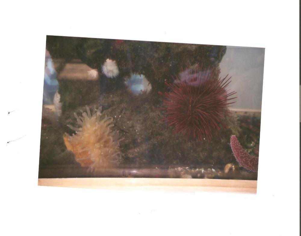 Aquarium in waiting room in Friday Harbor