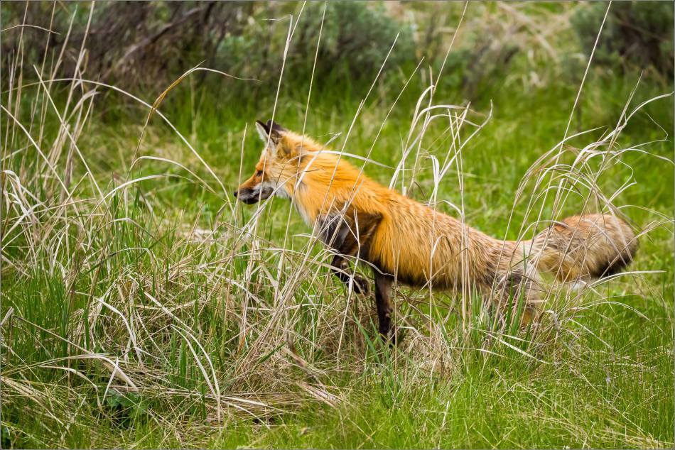 Yellowstone Red Fox - © Christopher Martin-9833