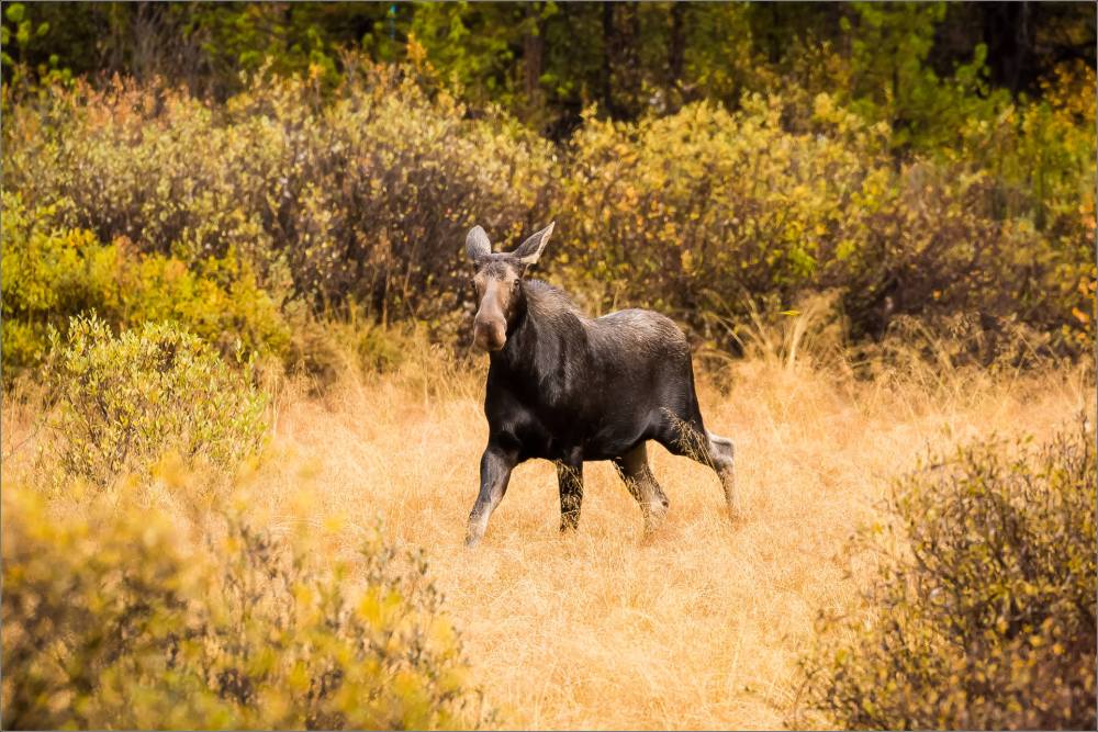 autumn-moose-in-the-banff-national-park-christopher-martin-4081