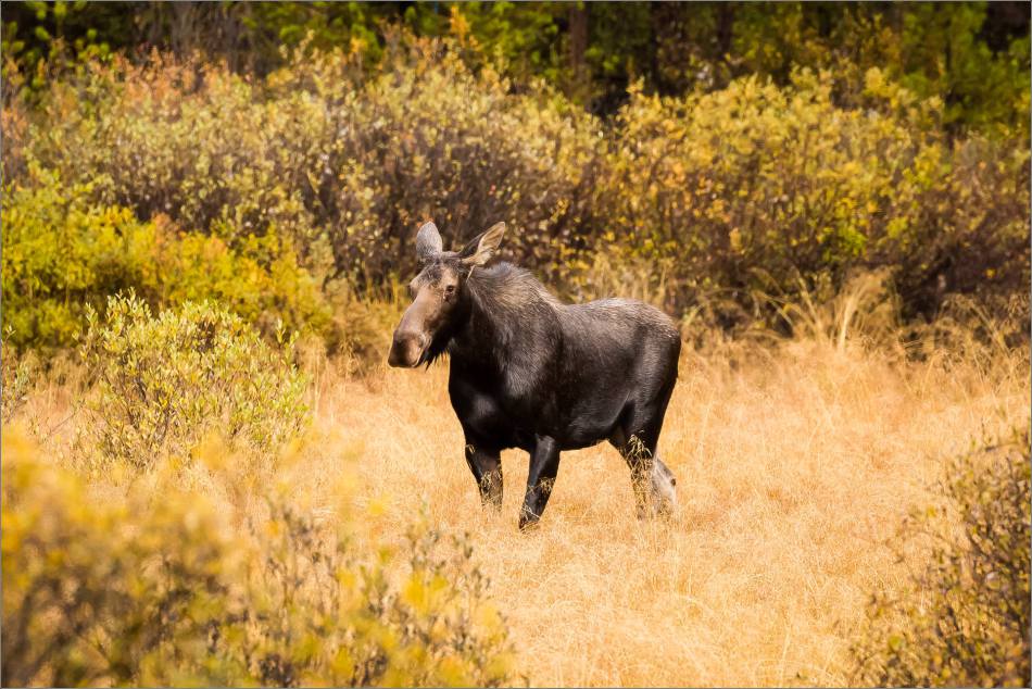autumn-moose-in-the-banff-national-park-christopher-martin-4082