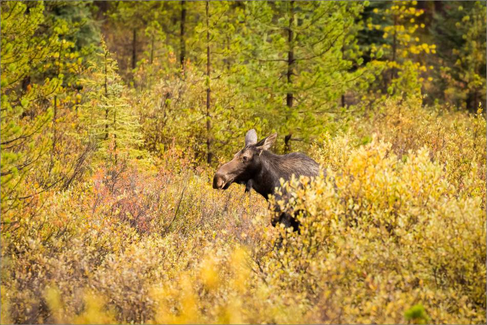 autumn-moose-in-the-banff-national-park-christopher-martin-4095
