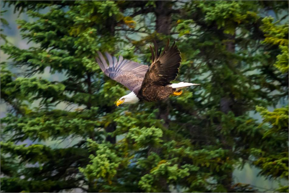eagles-in-flight-over-the-lorette-ponds-christopher-martin-2971