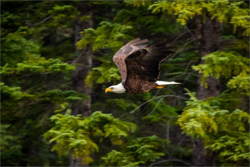eagles-in-flight-over-the-lorette-ponds-christopher-martin-2973
