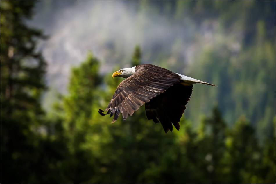 eagles-in-flight-over-the-lorette-ponds-christopher-martin-3082