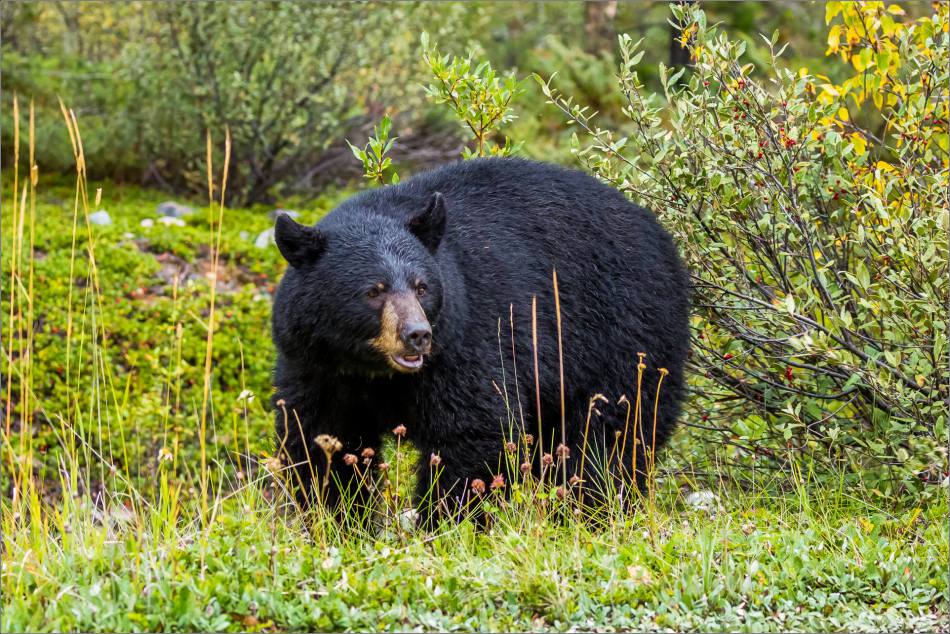jasper-black-bear-in-the-bushes-christopher-martin-3628