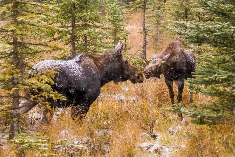 kananaskis-moose-christopher-martin-9407-2