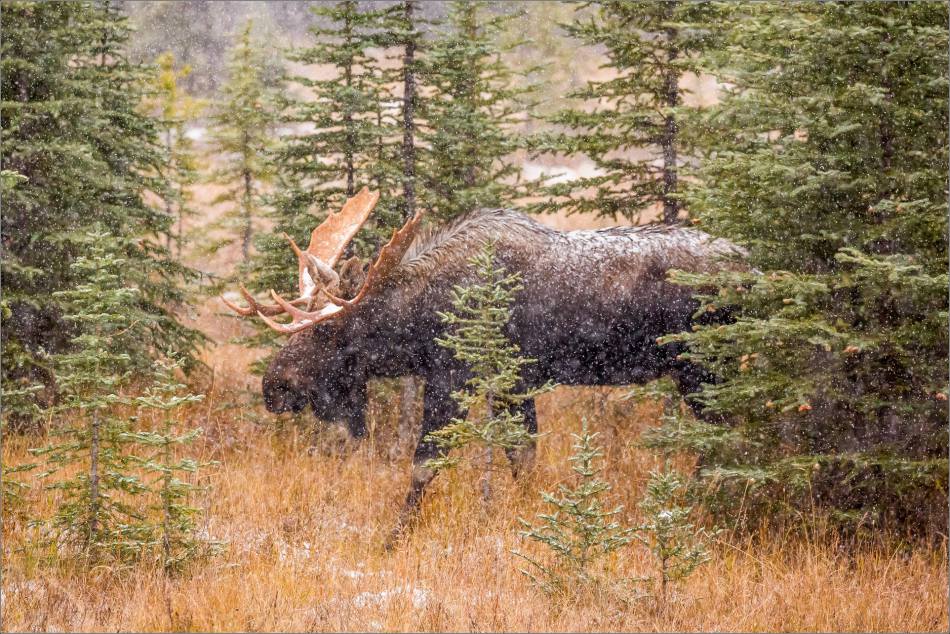 kananaskis-moose-christopher-martin-9623