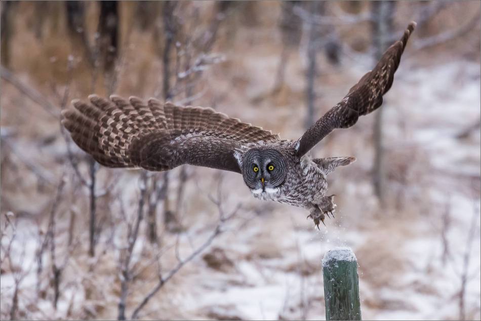 a-great-gray-owl-in-bragg-creek-christopher-martin-2541