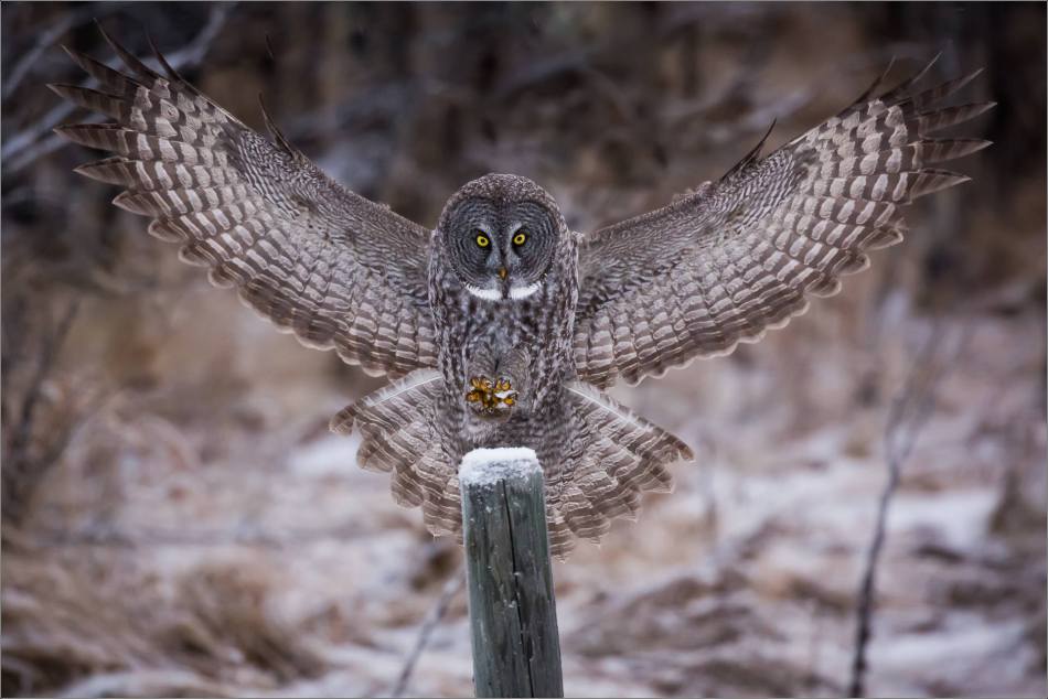 a-great-gray-owl-in-bragg-creek-christopher-martin-2546
