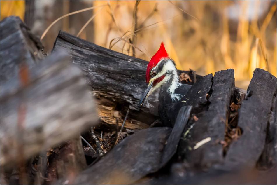pileated-woodpecker-christopher-martin-1696