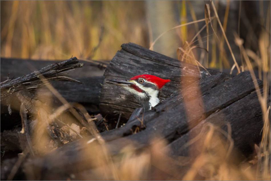 pileated-woodpecker-christopher-martin-1775