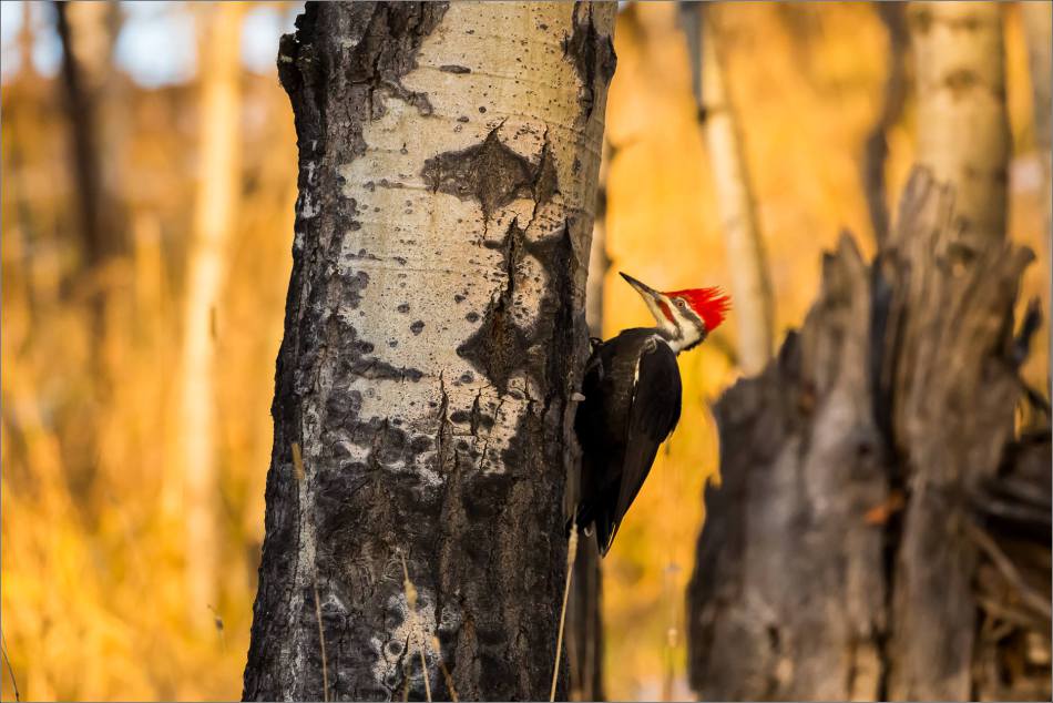 pileated-woodpecker-christopher-martin-1832