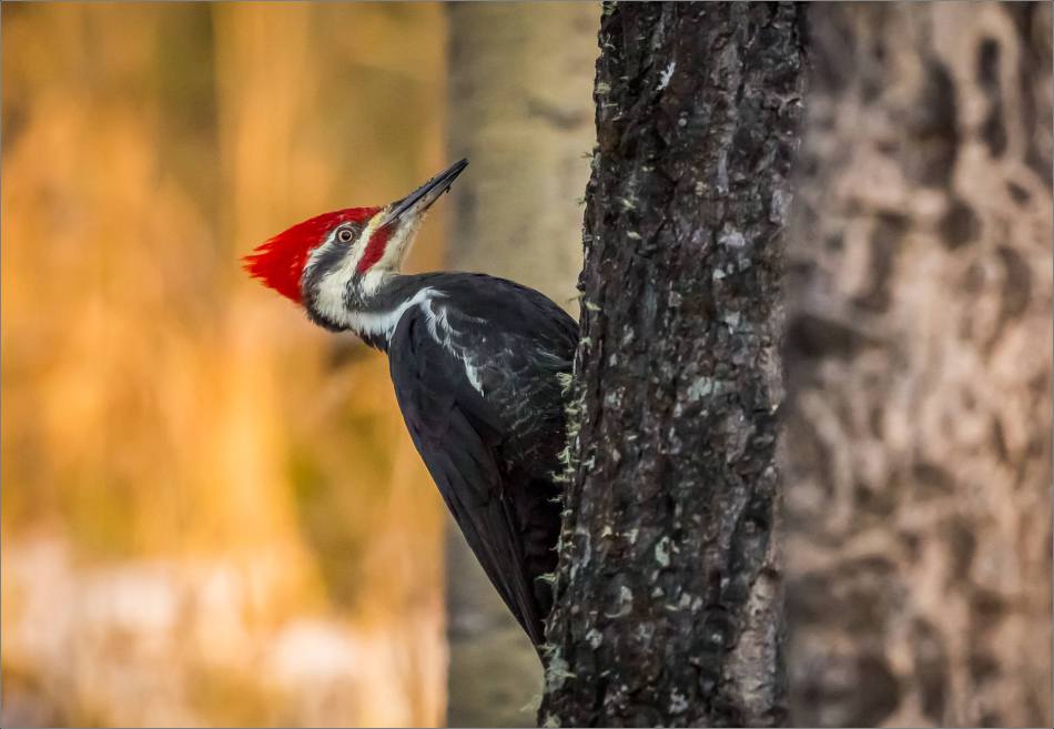 pileated-woodpecker-christopher-martin-1963