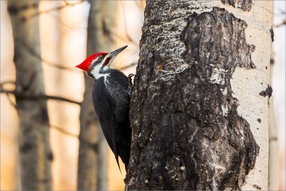 pileated-woodpecker-christopher-martin-1982