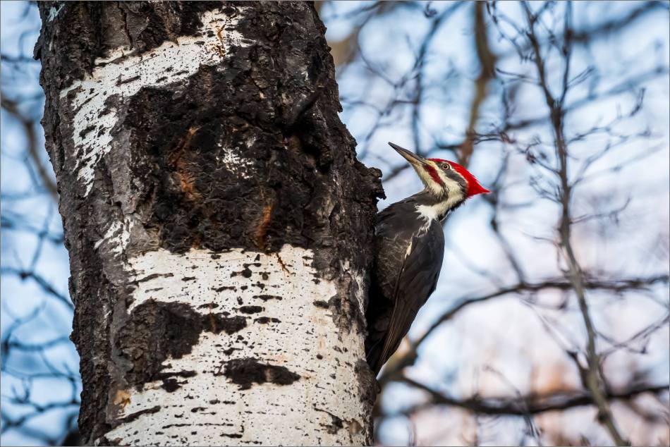 pileated-woodpecker-christopher-martin-2172