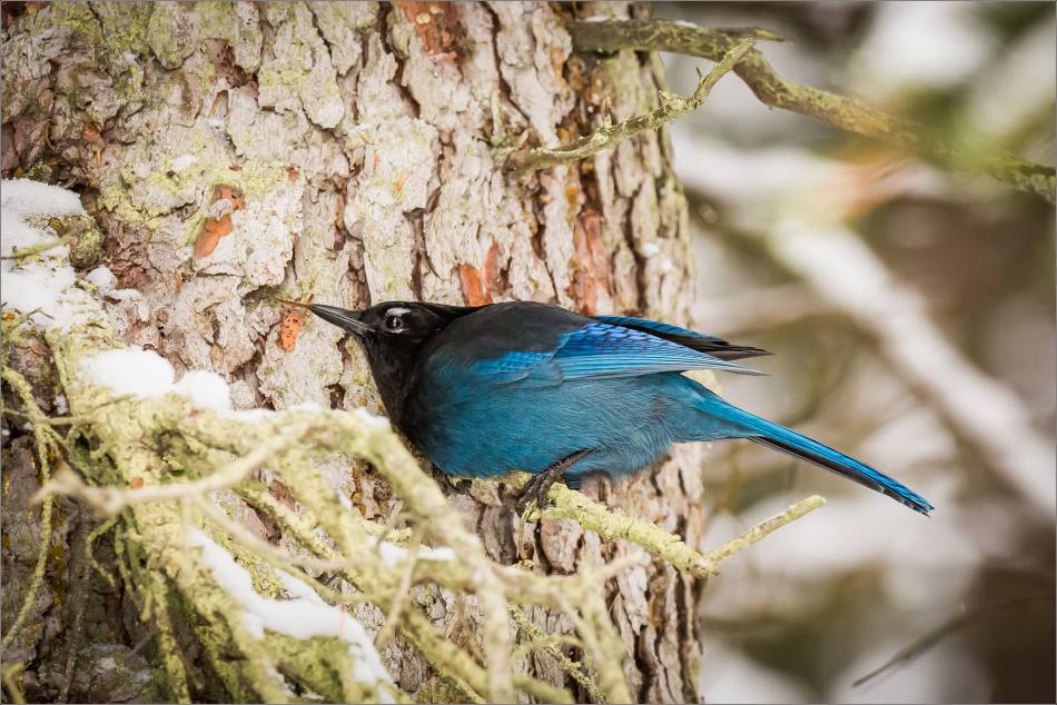 stellar-jay-in-lake-louise-christopher-martin-3893
