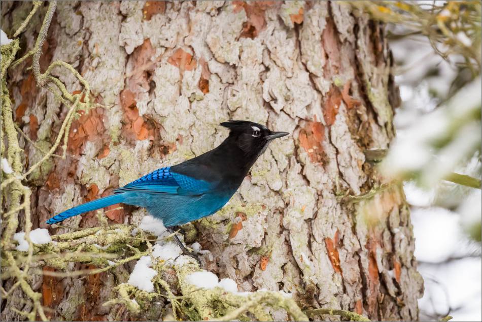 Stellar's-jay-in-lake-louise-christopher-martin-3916-2
