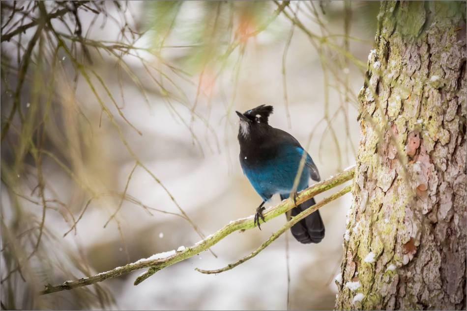 stellar-jay-in-lake-louise-christopher-martin-3924