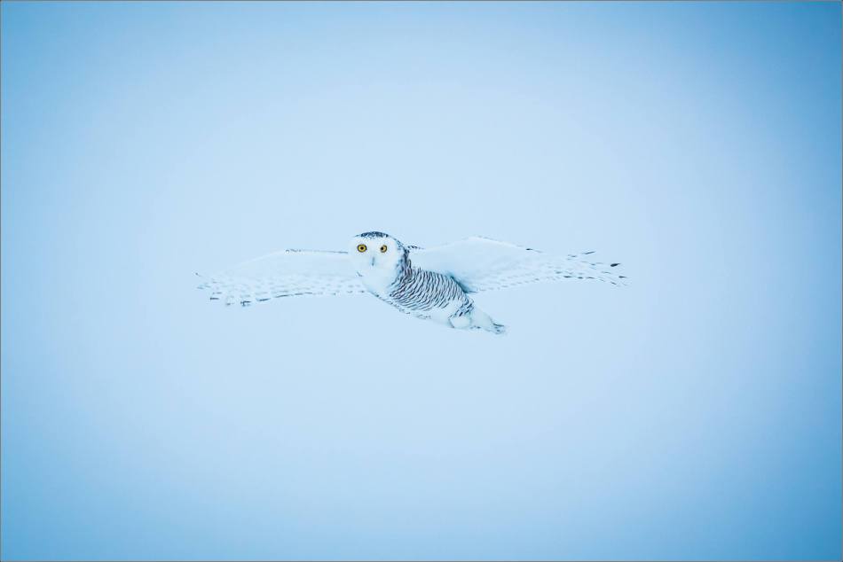 overcast-snowy-owl-flight-christopher-martin-7708