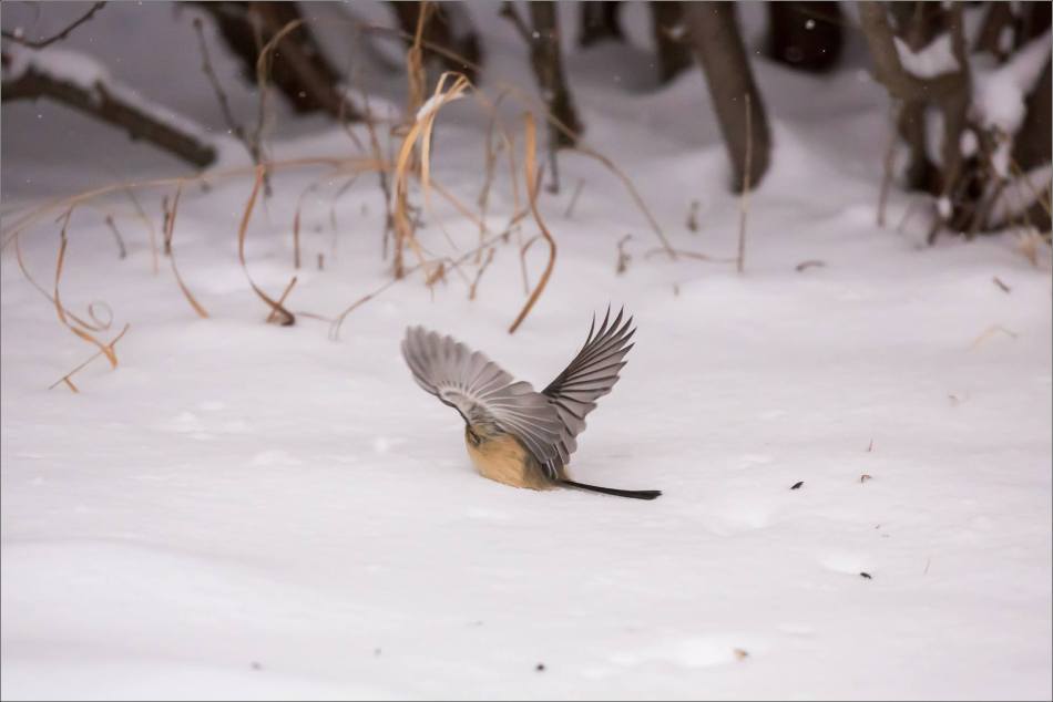 blizzard-chickadee-in-bragg-creek-christopher-martin-2810
