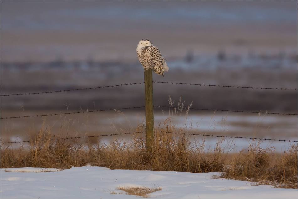 snowy-owl-in-the-sunshine-christopher-martin-5832