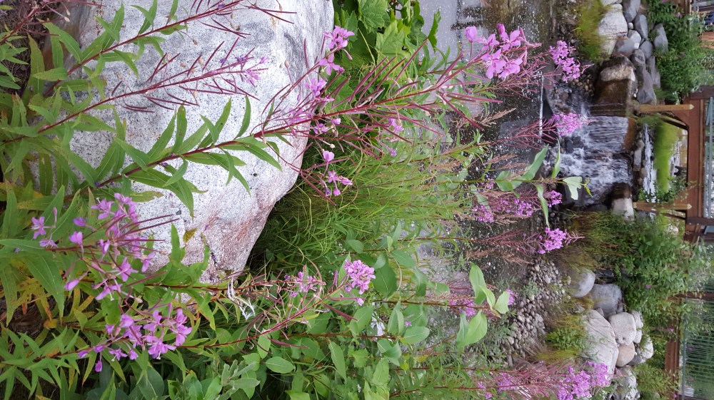 20170807_215108_001 fireweed