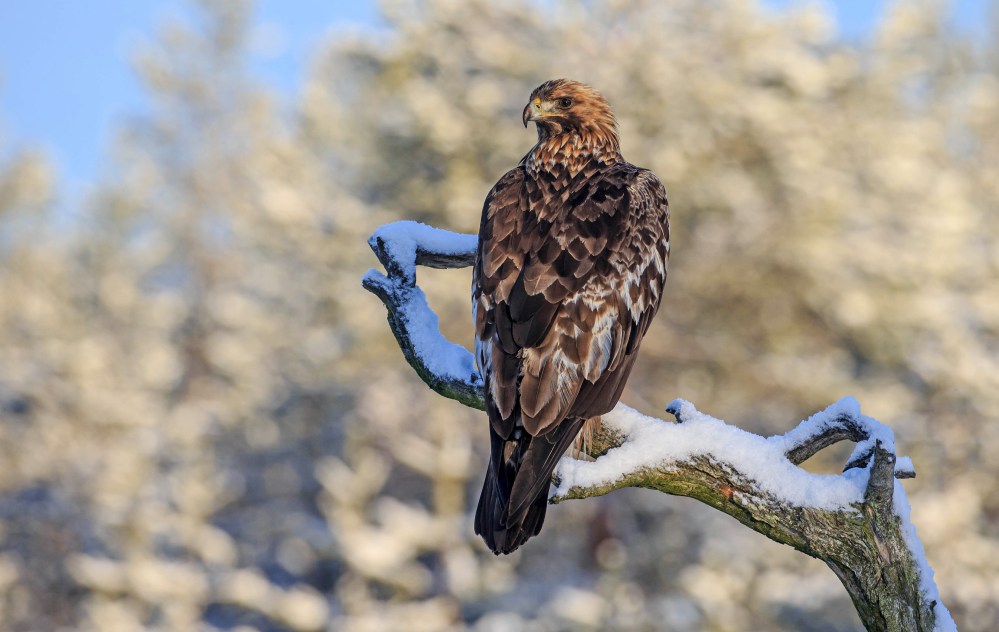 180129-utajärvi-cx-1613