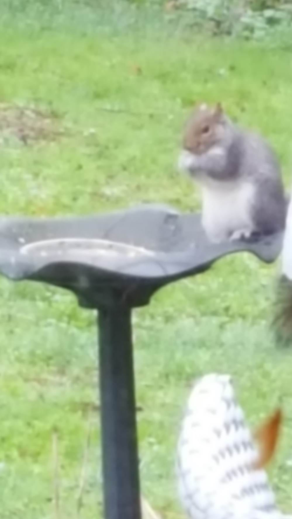 20171231_105322 squirrel