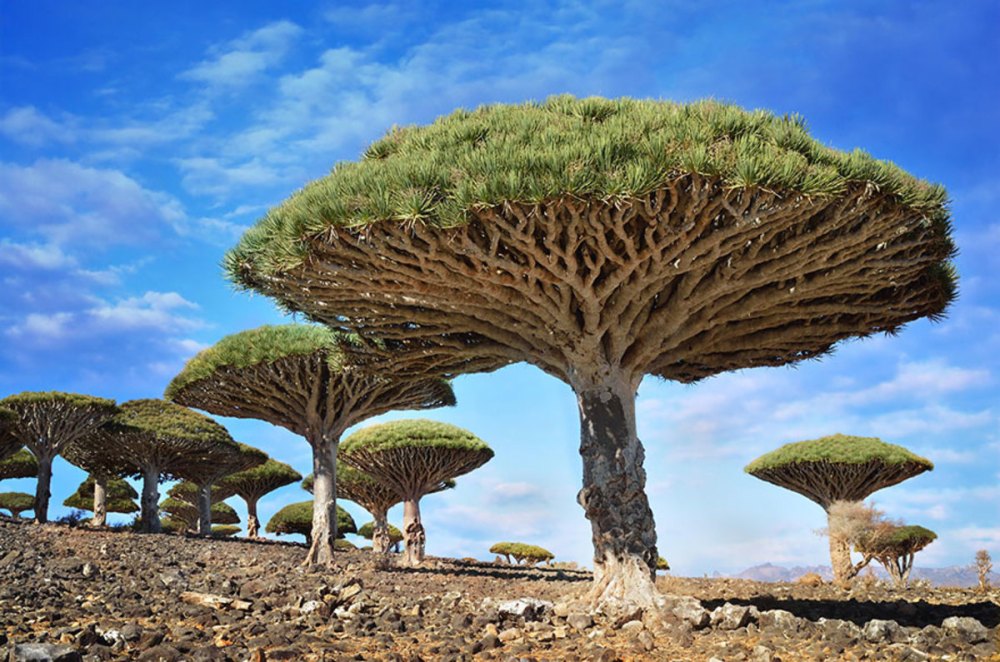 19-of-the-most-beautiful-trees-in-the-world-10