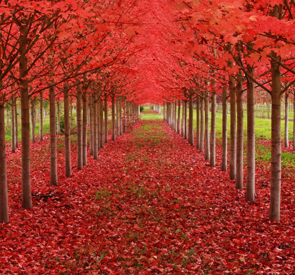 19-of-the-most-beautiful-trees-in-the-world-12