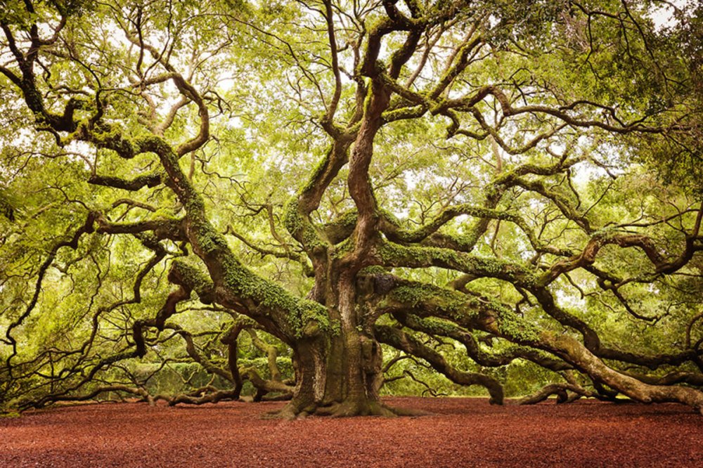 19-of-the-most-beautiful-trees-in-the-world-2