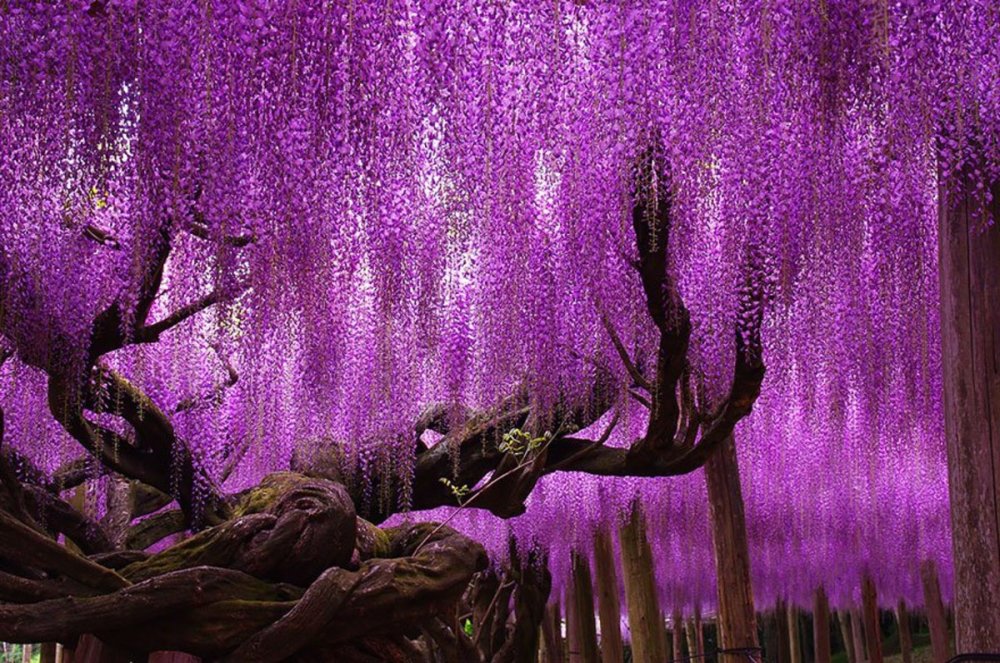 19-of-the-most-beautiful-trees-in-the-world-5