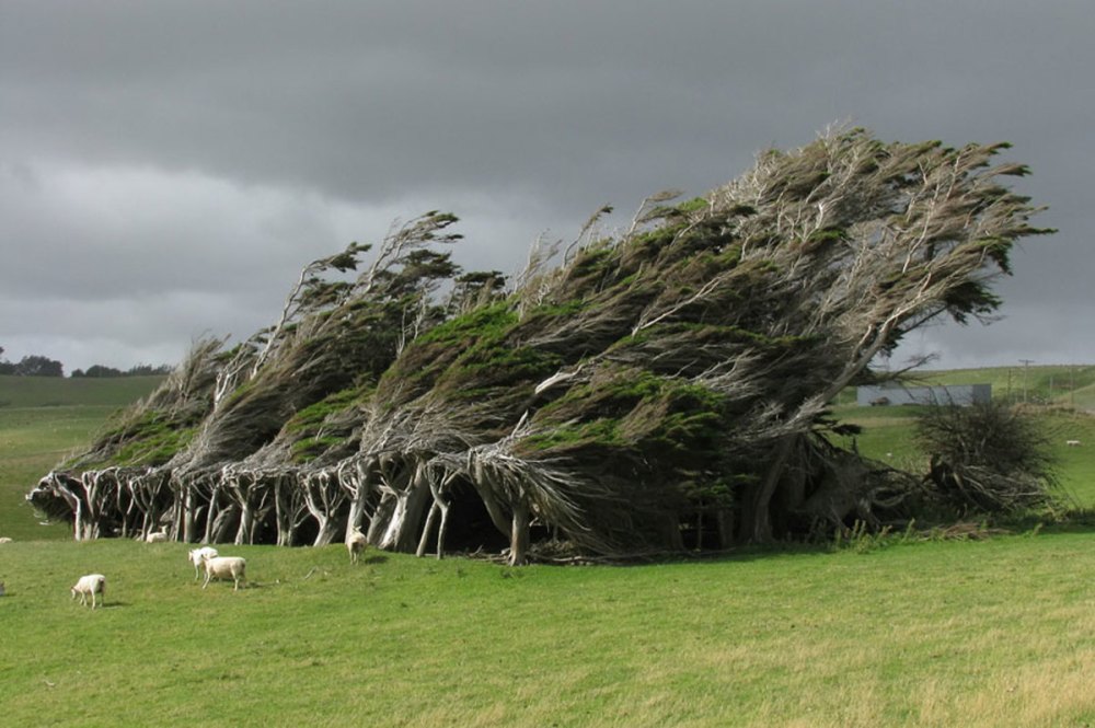 19-of-the-most-beautiful-trees-in-the-world-6