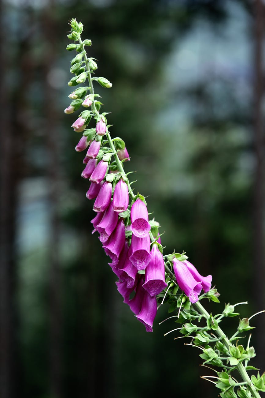 common-foxglove-flower-digitalis-purpurea-blossom-70340.jpeg