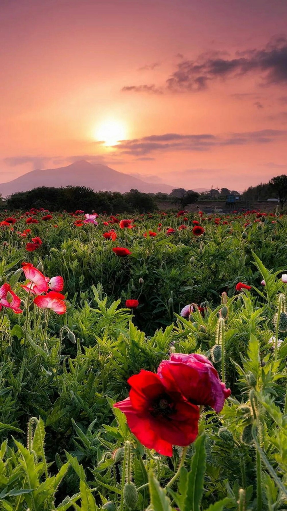 0a8689055c50cc2378154130963fdfb7