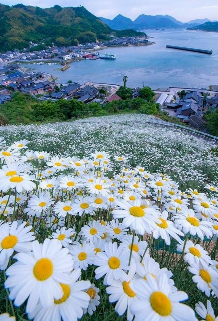 6218ab2a9865dcb2a0cbfd08822f8e4f