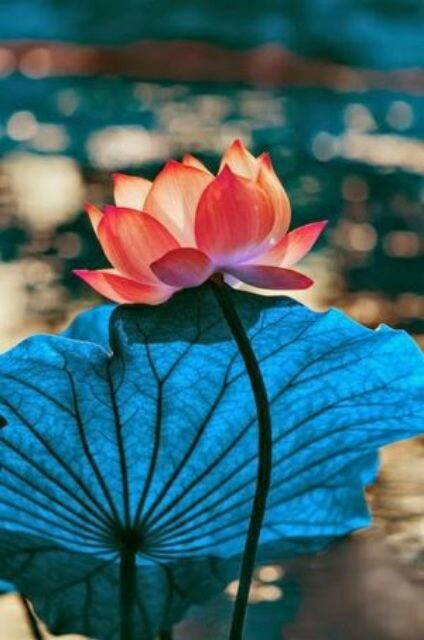 96e8b89c4c06b50f0b680176cea4853e